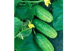 Огурцы КОРОТКОПЛОДНЫЕ