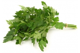 Кинза (кориандр)