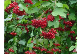 Калина, САЖЕНЦЫ