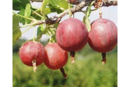 Крыжовник, САЖЕНЦЫ